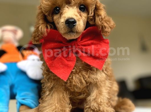 Red Brown Mi̇cro Chi̇pli̇ Pasaportlu Toy Poodle Oğlumuz
