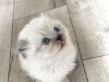 Scottish Fold Satılık Kedilerimiz