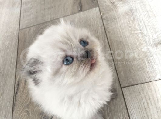Scottish Fold Satılık Kedilerimiz