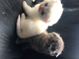 Scottish Fold Satılık Kedilerimiz