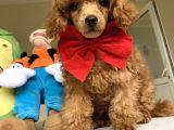 Red Brown Mi̇cro Chi̇pli̇ Pasaportlu Toy Poodle Oğlumuz