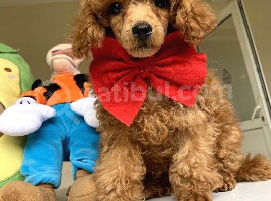 Red Brown Mi̇cro Chi̇pli̇ Pasaportlu Toy Poodle Oğlumuz görsel
