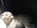 Scottish Fold Satılık Kedilerimiz