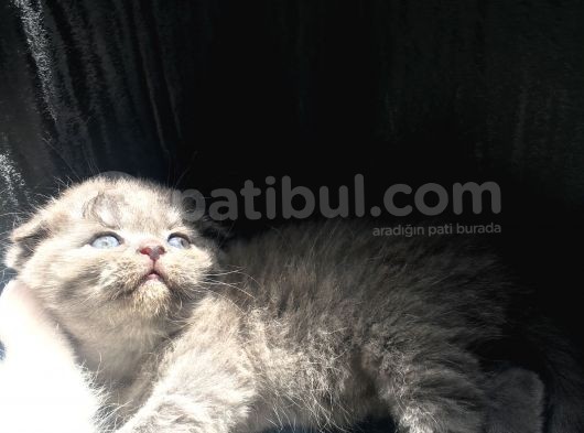 Scottish Fold Satılık Kedilerimiz görsel