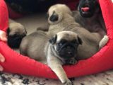 Şapşik Pug :) Yavrular
