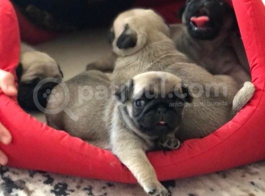 Şapşik Pug :) Yavrular görsel