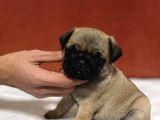 Şapşik Pug :) Yavrular