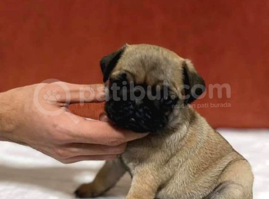 Şapşik Pug :) Yavrular görsel