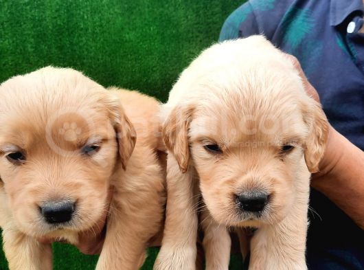 Mükemmel Kalitede Safkan Babyface Küt Burun Golden Bebekler