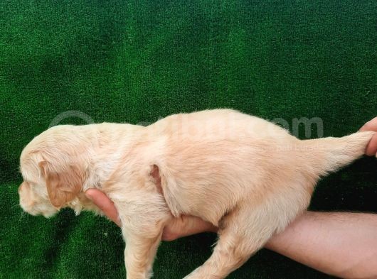 Mükemmel Kalitede Safkan Babyface Küt Burun Golden Bebekler görsel