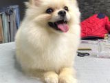 Beyaz 8 Aylik Pomeranian