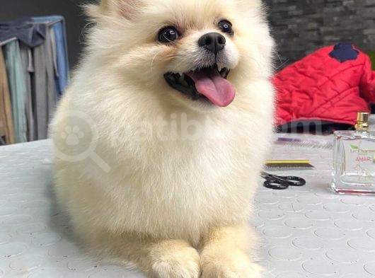 Beyaz 8 Aylik Pomeranian