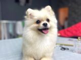 Beyaz 8 Aylik Pomeranian