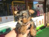 Teacup Yorkshire Terrier