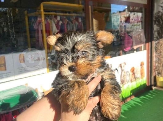 Teacup Yorkshire Terrier