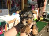 Teacup Yorkshire Terrier