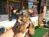 Teacup Yorkshire Terrier