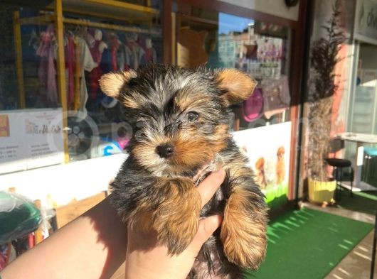 Teacup Yorkshire Terrier görsel