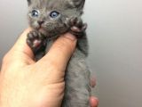 Safkan Blue British Shorthair Yavrumuz Rezerveye Açıktır