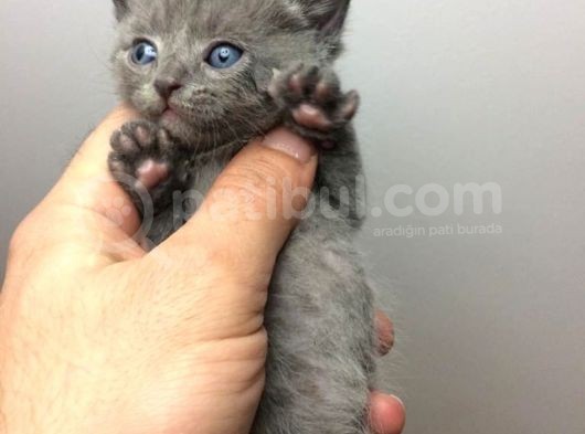 Safkan Blue British Shorthair Yavrumuz Rezerveye Açıktır görsel