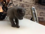 Safkan Blue British Shorthair Yavrumuz Rezerveye Açıktır