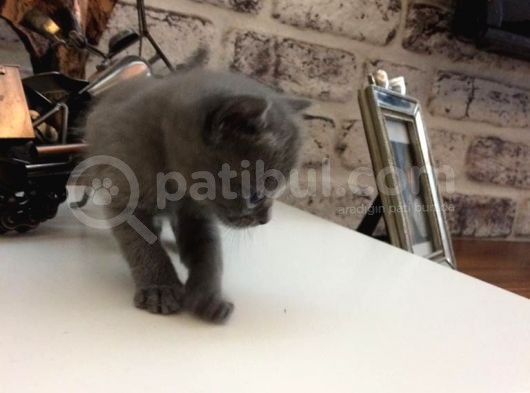 Safkan Blue British Shorthair Yavrumuz Rezerveye Açıktır görsel