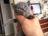 Safkan Blue British Shorthair Yavrumuz Rezerveye açıktır