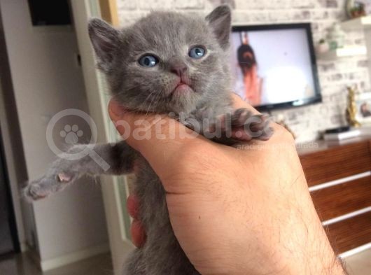 Safkan Blue British Shorthair Yavrumuz Rezerveye Açıktır