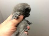 Safkan Blue British Shorthair Yavrumuz Rezerveye Açıktır