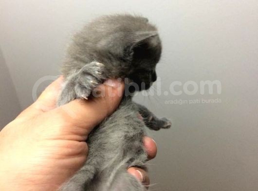 Safkan Blue British Shorthair Yavrumuz Rezerveye Açıktır görsel