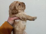 Cockapoo Irkı Uysal Yavrularımız, Veteriner Kontrolünde Teslim Edebiliriz.