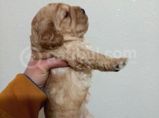 Cockapoo Irkı Uysal Yavrularımız, Veteriner Kontrolünde Teslim Edebiliriz.