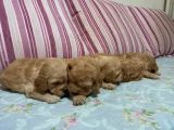Cockapoo Irkı Uysal Yavrularımız, Veteriner Kontrolünde Teslim Edebiliriz.