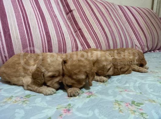 Cockapoo Irkı Uysal Yavrularımız, Veteriner Kontrolünde Teslim Edebiliriz. görsel