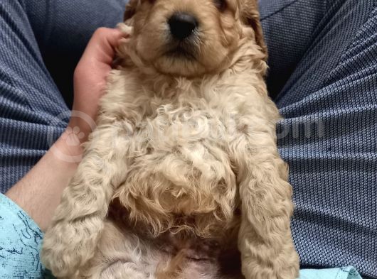 Cockapoo Irkı Uysal Yavrularımız, Veteriner Kontrolünde Teslim Edebiliriz. görsel