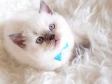 Veteriner Teknikerinden Sevimli British Shorthair