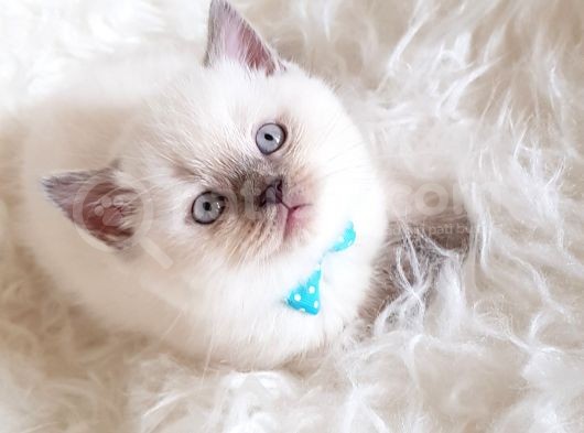 Veteriner Teknikerinden Sevimli British Shorthair görsel