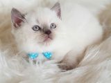 Veteriner Teknikerinden Sevimli British Shorthair