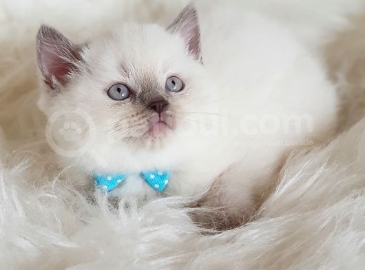 Veteriner Teknikerinden Sevimli British Shorthair görsel
