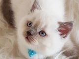 Veteriner Teknikerinden Sevimli British Shorthair