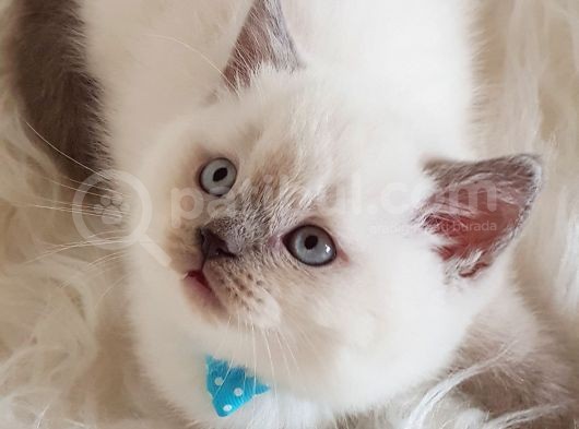 Veteriner Teknikerinden Sevimli British Shorthair