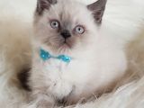 Veteriner Teknikerinden Irk Ve Sağlık Garantili British Shorthair Yavrumuz