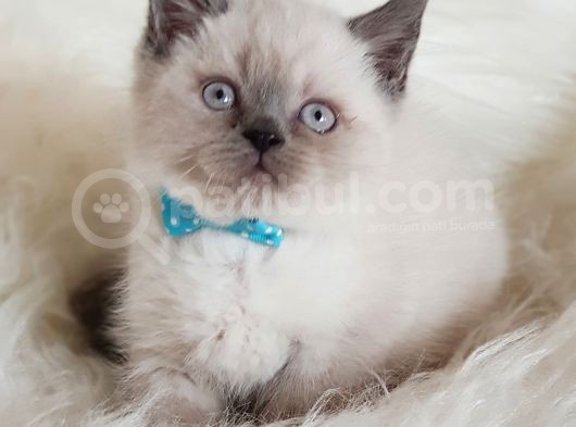 Veteriner Teknikerinden Irk Ve Sağlık Garantili British Shorthair Yavrumuz görsel