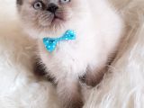 Veteriner Teknikerinden Irk Ve Sağlık Garantili British Shorthair Yavrumuz