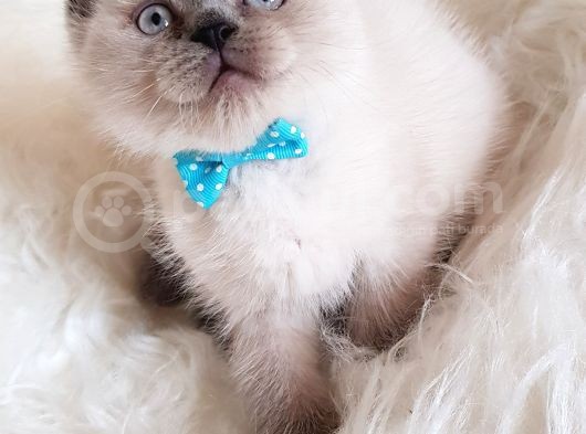 Veteriner Teknikerinden Irk Ve Sağlık Garantili British Shorthair Yavrumuz görsel