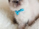 Veteriner Teknikerinden Irk Ve Sağlık Garantili British Shorthair Yavrumuz