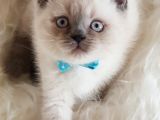 Veteriner Teknikerinden Irk Ve Sağlık Garantili British Shorthair Yavrumuz