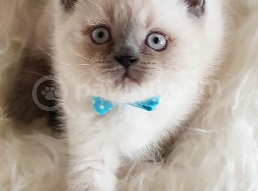 Veteriner Teknikerinden Irk Ve Sağlık Garantili British Shorthair Yavrumuz