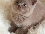 Sevimli British Shorthair Yavrumuz