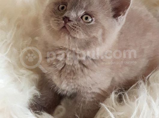 Sevimli British Shorthair Yavrumuz